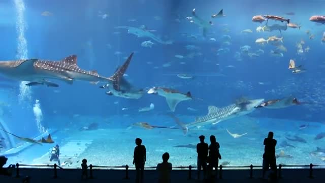 Okinawa Churaumi Aquarium